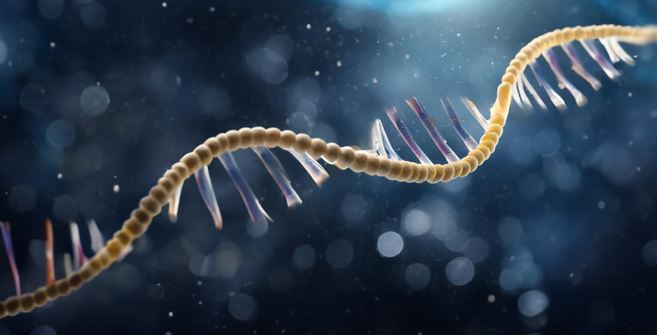 what is the mRNA function?